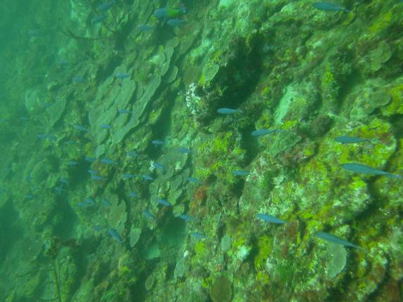 Peixes nadam sobre corais que mais parecem um cenário de outro planeta, ao lado do naufrágio Veronica L, em Granada